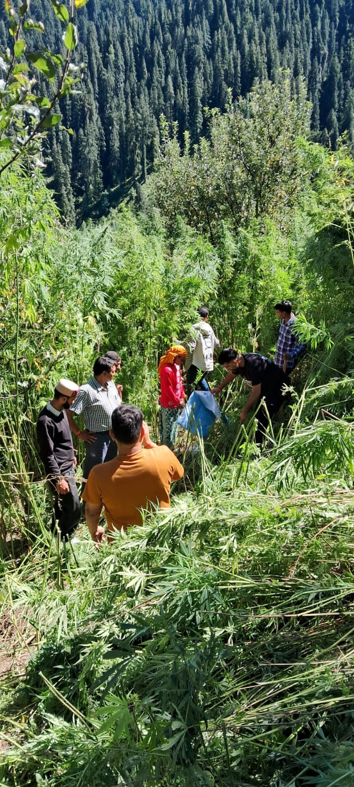 ANTF कुल्लू टीम ने इस वर्ष निजी व सरकारी भूमि पर लगभग 26 लाख भांग के पौधों को किया नष्ट